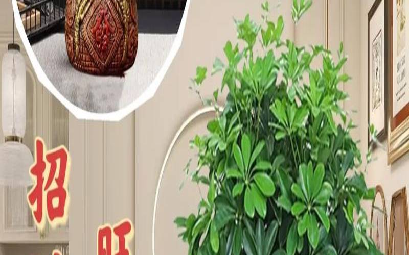 八方来财就是发财树吗（八方来财树放在哪里）