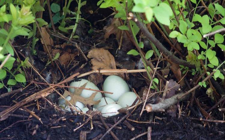 梦见一只小鸭子跟着我（梦见死去的人跟着我走）