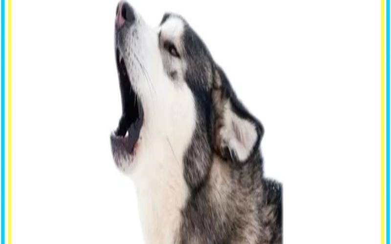 犬嚎测吉凶完整版（半夜突然狗叫是什么征兆啊）