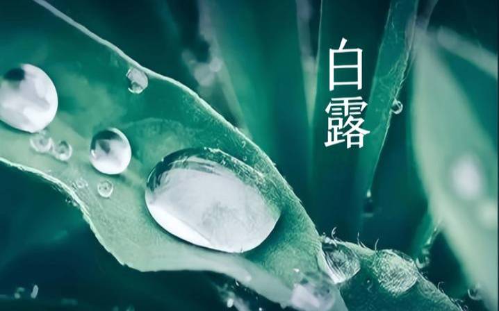 白露出生的男孩的命运（白露节气出生的男孩）