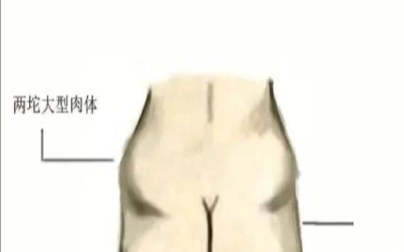 屁股右边肉跳动是怎么回事（右屁股跳是提示什么）