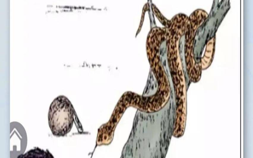 胆小的生肖有哪几肖（12生肖胆小的生肖）