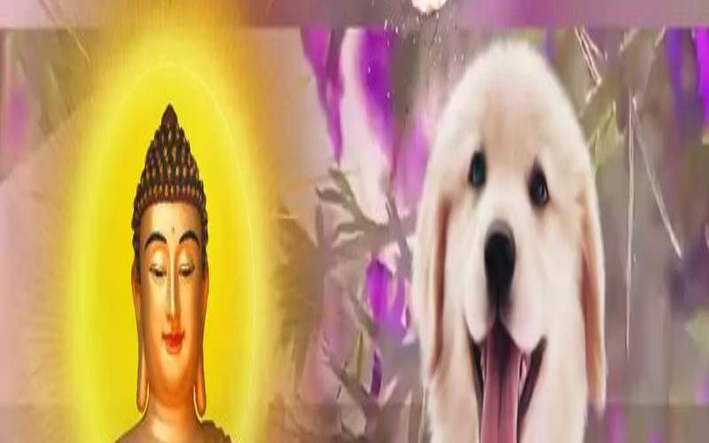 属狗人2022年整体运势（1994年属狗人的2020年运势）