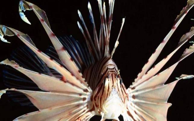 狮子鱼的别称（狮子鱼又叫什么名字）