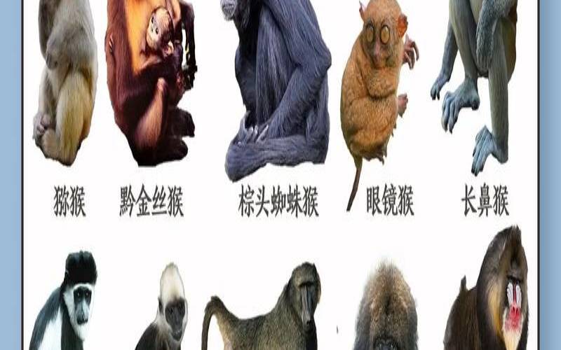 外表美丽的生肖有哪些（美丽的动物指什么生肖）