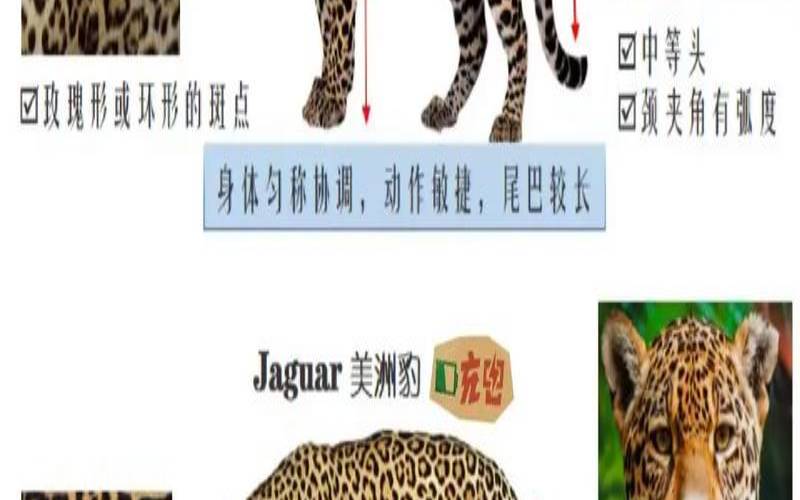 豹子属于什么生肖（金钱豹是指哪个生肖）