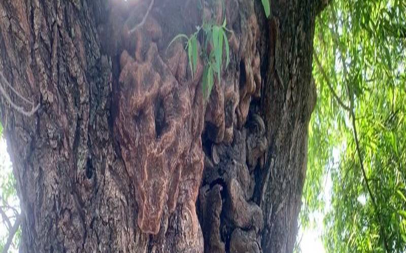 杨柳木和平地木合吗（平地木和杨柳木相合吗）