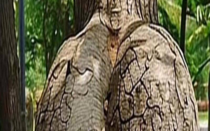 屁股肉跳什么意思（屁股肉跳有什么预兆）