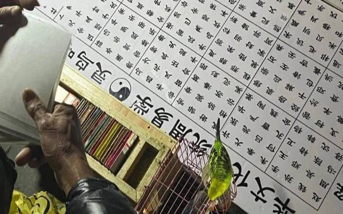 要鸟算命为什么能猜出姓氏（有没有姓鸟的人）