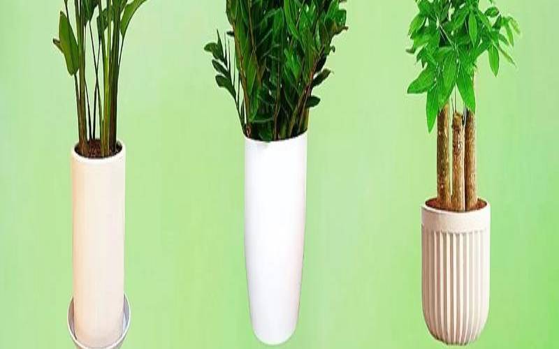 家里种什么植物对风水好（适合放在家里的绿植）