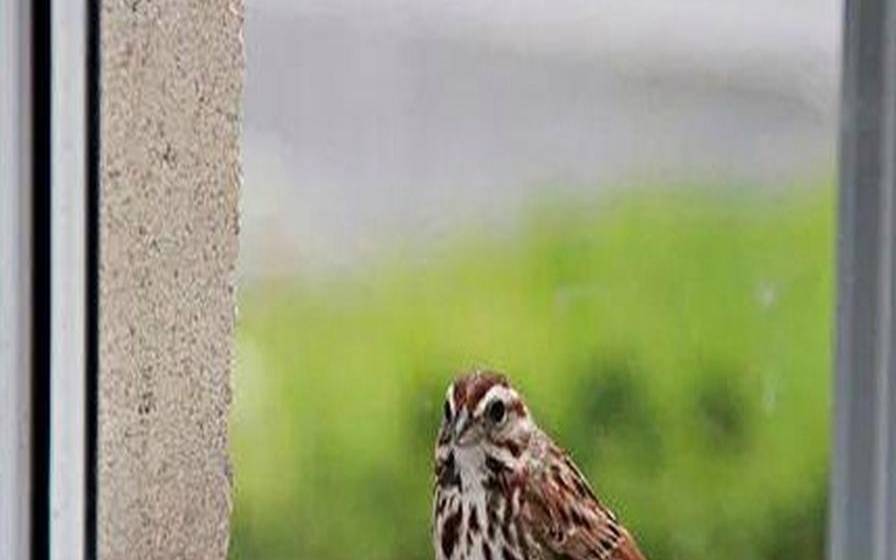 窗外鸟叫预兆吉凶图（有鸟在窗外叫预示什么）