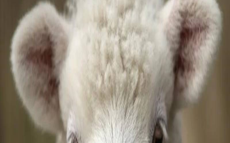 农历9月属羊人的运势怎么样（91年属羊做什么生意最好）