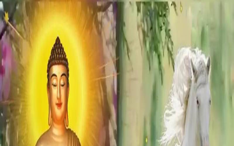 1978年属马2021年运势男性（78年的马适合做什么生意）