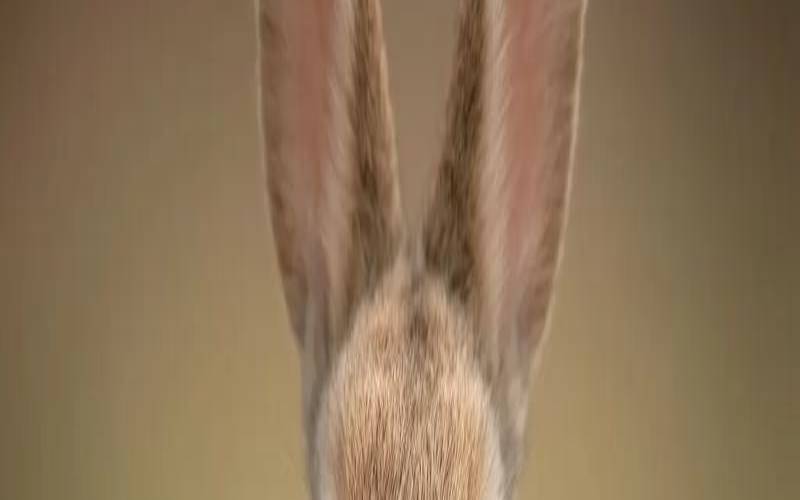 2021年属兔1987年运程（87年火兔适合做什么生意）