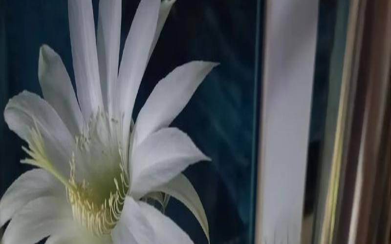 网上213什么意思（昙花一现代表什么生肖）