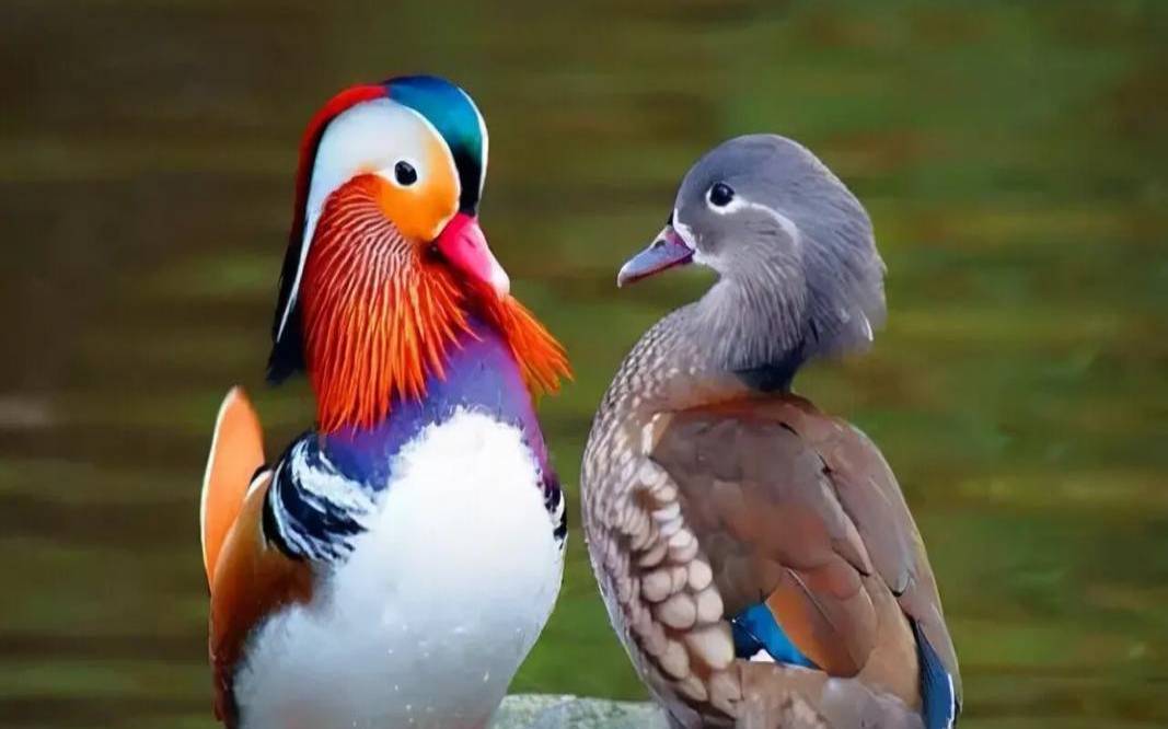 5191爱情啥意思（代表爱情的动物是什么）