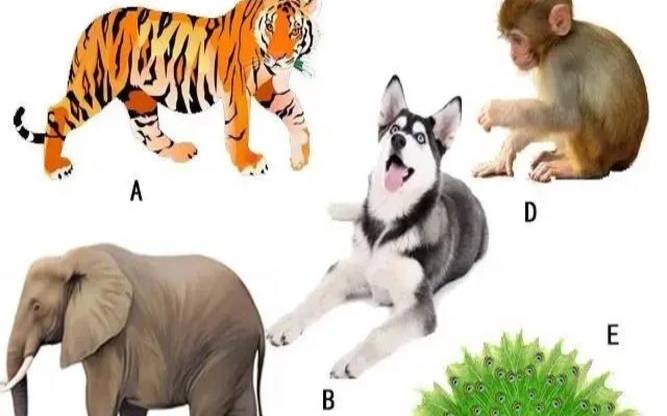 心里测试森林里动物（心理测试免费自测题）