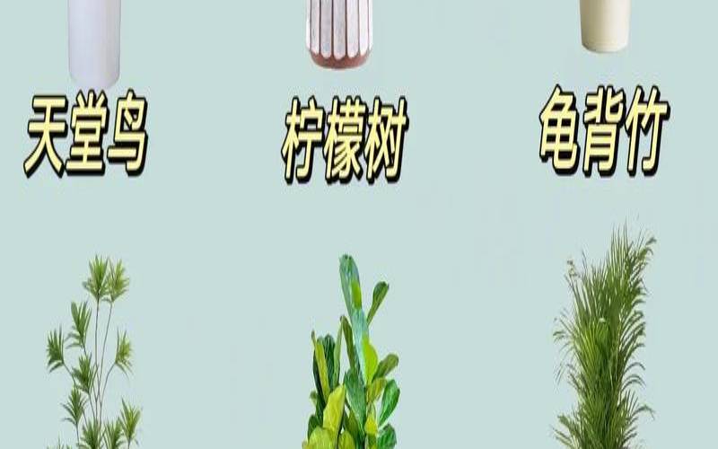 客厅适合摆放什么大型绿植（摆在客厅的绿植）