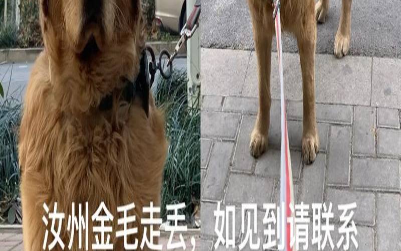 金毛起名字可爱洋气（金毛取什么名字好听旺主人）