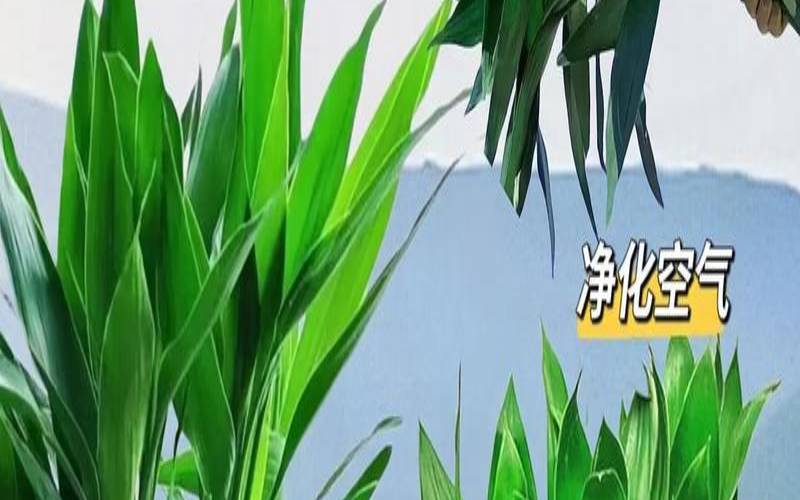 办公室放富贵竹还是观音竹（办公室进门摆放什么好）