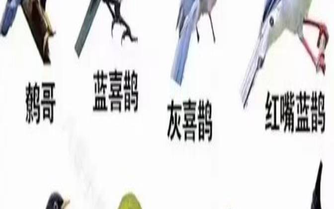 家里飞进八哥寓意什么（八哥有几种品种图片）