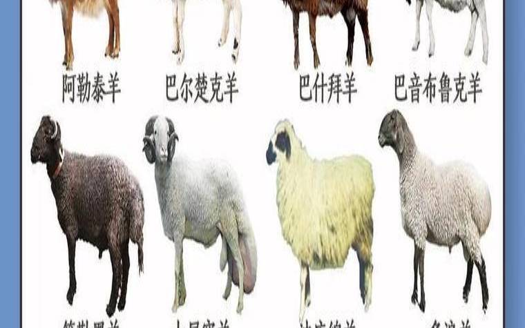 属水羊什么命格（水羊命缺什么）