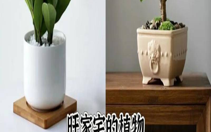 床上放什么可以招财（八种植物招财又旺宅）