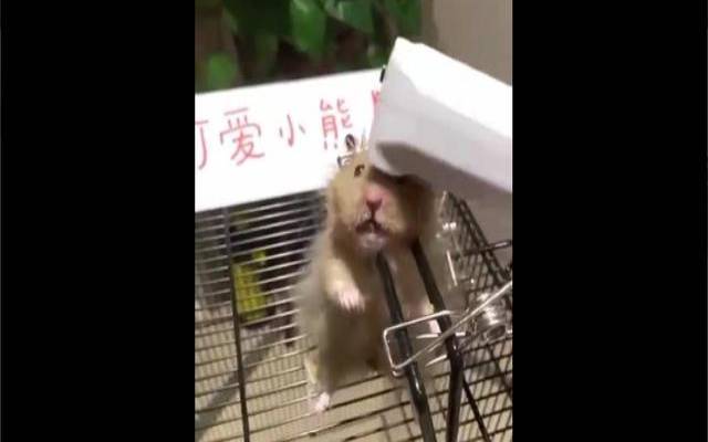你虐待动物的指数有多少（惩罚打一动物）