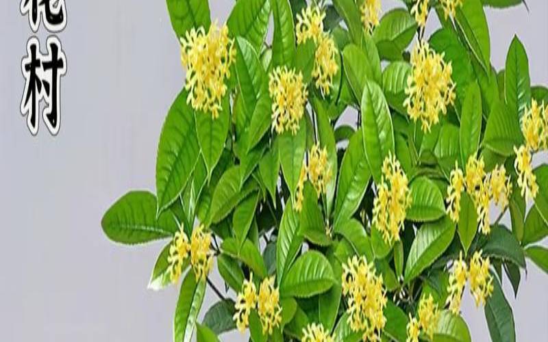 屋后桂花树的风水禁忌（桂花树离房子多远最好）