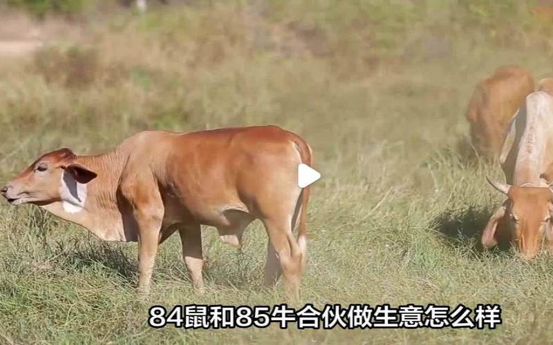 鼠人遇到牛年（牛和鼠可以合作生意吗）