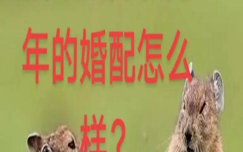 兔和鼠最配的生肖是什么（兔鼠相配婚姻会怎么样）