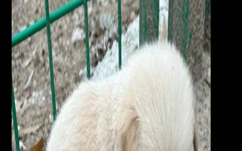 压死狗好不好（杀狗有什么迷信说法）