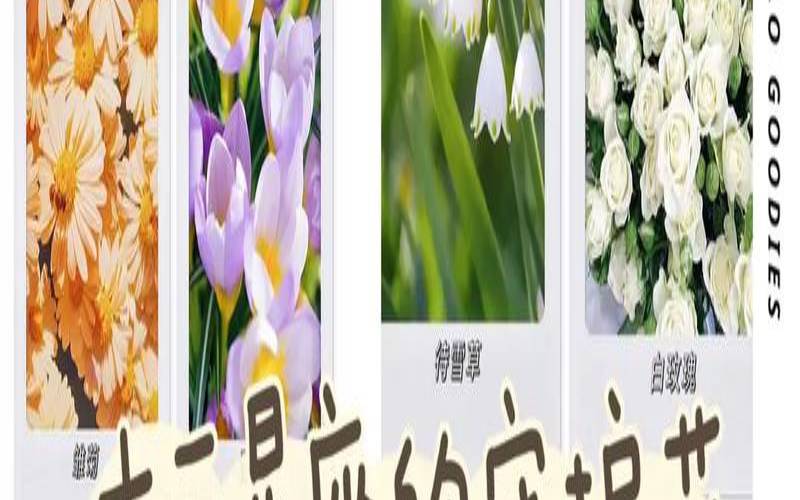 十二星座的守护花是谁（专属双鱼座的守护花）