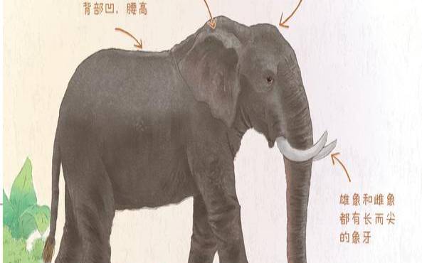 大象打一生肖是什么生（大象打一生肖是什么生）