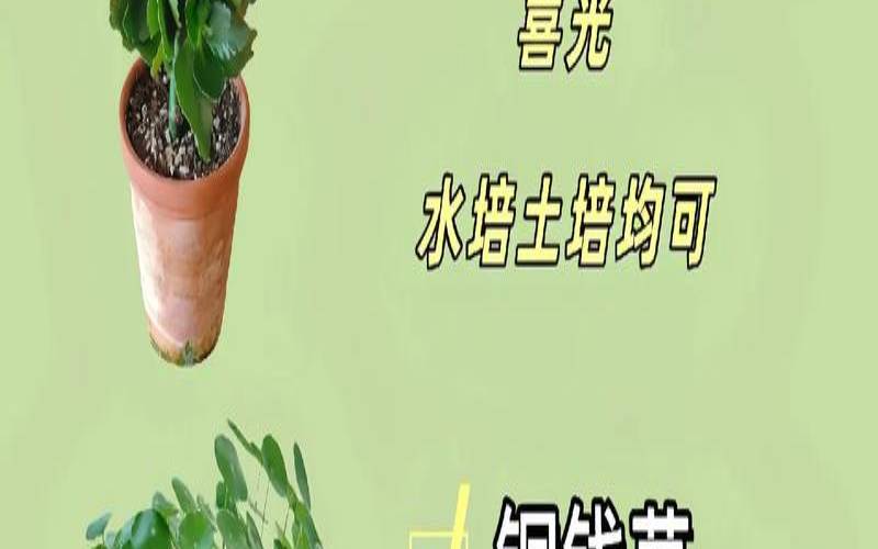 家里养花风水好（养花很旺的人好不好）