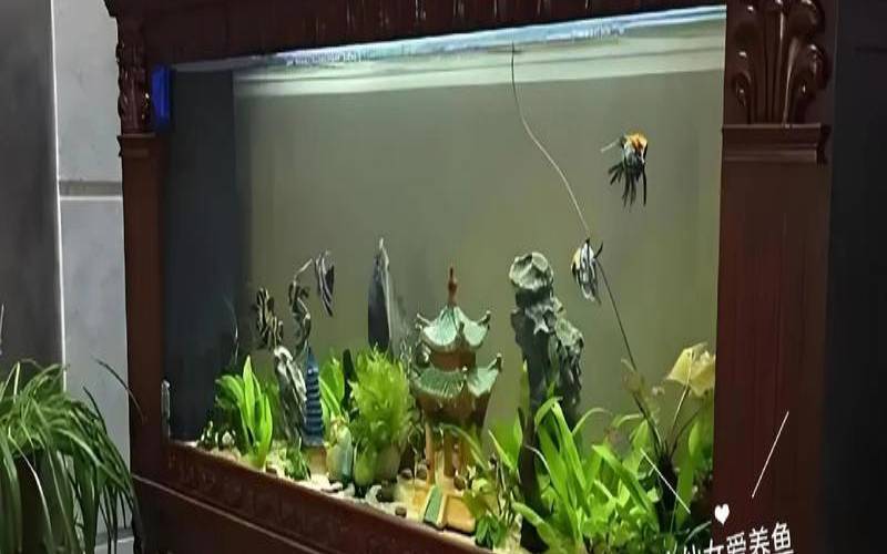 鱼缸放客厅哪个位置旺财（鱼缸最旺三个地方）