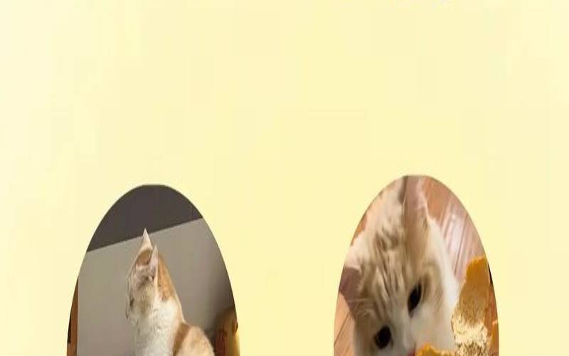 适合养猫的八字短句（找猫很灵的方法）