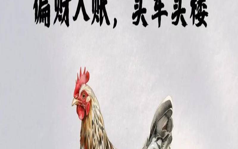 鸡今年的运势如何2025（1993属鸡转折点在哪一年）