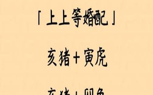 猪生肖配对婚姻配对（生肖配对姻缘）