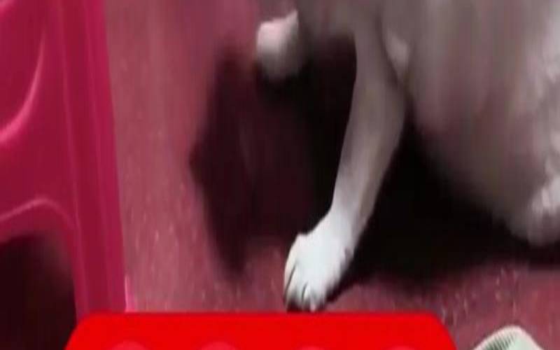 打喷嚏代表什么生肖（感冒流鼻涕打一生正确生肖）