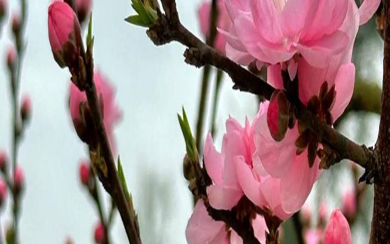 2月中旬桃花朵朵开（招姻缘风水布局）