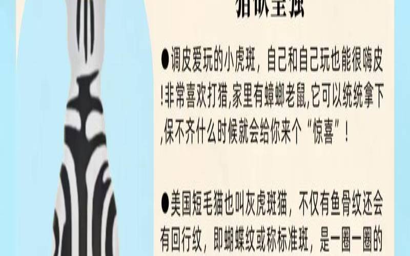 属猫是哪一年出生的（生肖是从哪个年代的开始）