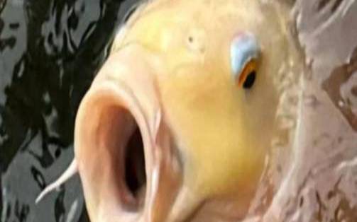 搞笑欠揍的网名笑死人大合集
