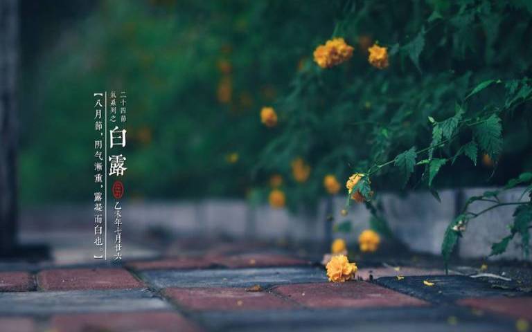 白露出生的女孩的命运（白露出生的鼠好吗）