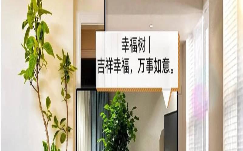 家中财位放什么绿植好（客厅财位放什么植物旺财）