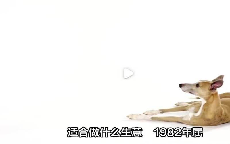 82年狗在2021年的运程（82年狗适合做什么生意）